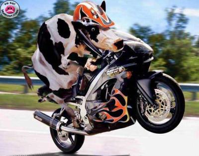 la belle vache !!!